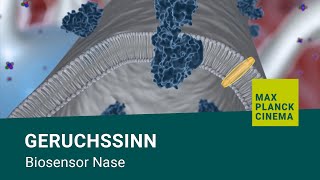 Geruchssinn  Biosensor Nase [upl. by Swinton609]