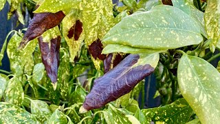 Remove Black Spotted Leaves For Aucuba Japonica quotGold Dust Plantquot amp Babies Update 4K  May 7 2024 [upl. by Kawai]