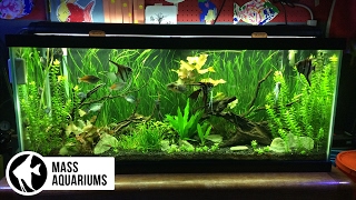 How to set up a FRESHWATER AQUARIUM Beginners guide to your 1st Fish Tank [upl. by Ipoillak]