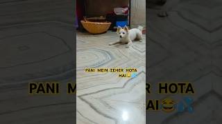 Julie be like PaniMein Jahar hai😂 labrador shorts dog petlover shortsfeed julie funny fun [upl. by Anawait142]