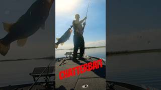 BOAT FLIP Chatterbait Fishing MLF Lake Okeechobee shorts fishing okeechobee [upl. by Dnumyar]