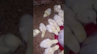 Ukah Generic Farm Nig Inc Otukpo Poultry [upl. by Gulgee]