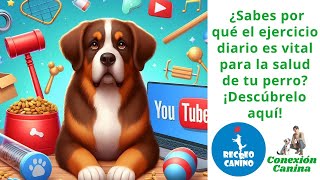 ¿Sabes por qué el ejercicio diario es vital para la salud de tu perro ¡Descúbrelo aquí [upl. by Nalad435]