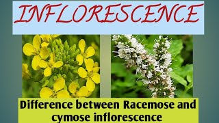 Difference between Racemose and cymose inflorescence inflorescenceracemosecymose [upl. by Missi]