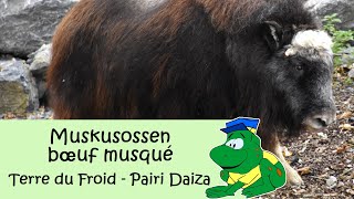 Pairi Daiza muskusossen bœuf musqué [upl. by Nnaecarg]