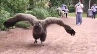 Andean Condor Vulture [upl. by Anitsirt]