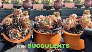 Useful Tips For Succulents  Part 118  多肉植物  다육이들  Suculentas [upl. by Ennire]