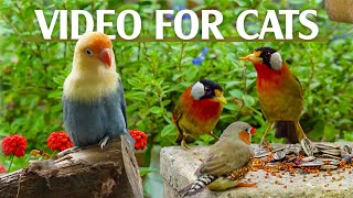 Best For Cats Mesmerizing Bird Videos Tailored For Curious Cats  Catt TV Central [upl. by Feer]