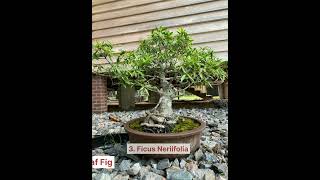 7 Best Bonsai Plants in India  bonsai plants shorts viral [upl. by Burtie150]