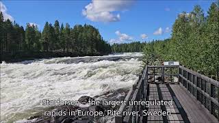 Storforsen waterfall on the Pite River in Swedish Norrbottens 13 July 2024 [upl. by Jemmy604]