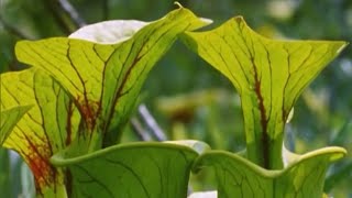 Exploring the Venus Flytrap with Attenborough  BBC Earth [upl. by Rodney]