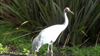 Brolga  Grus Rubicunda [upl. by Teresina]