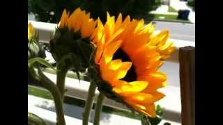 iPhone 3G S Video Test [upl. by Almira]