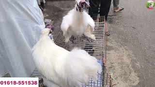 Kaptan bazar hat। Chicken collection in Dhaka। BD Chasi Agro [upl. by Annoved109]