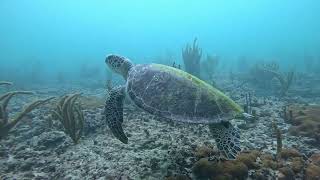 Hawksbill sea turtle [upl. by Aicak]