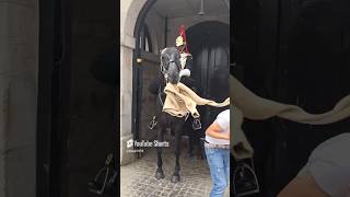 HORSE STEAL THE SWEATER FROM TOURIST horse [upl. by Kletter116]