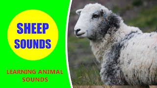 SHEEP SOUNDS  Learn Animals and Sounds shorts [upl. by Karalynn]