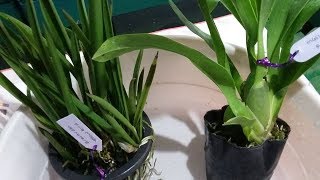 Gak nyesel beli anggrek ini  Brassavola Yellow bird amp Oncidium Massai Red [upl. by Colson]