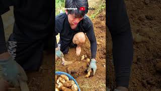 The excavation process of Gastrodia elata [upl. by Vikky]