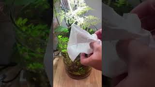 Quick and simple method to clean the water surface in my lowtech nofilter aquarium shorts [upl. by Ruddie532]