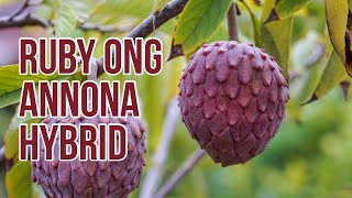 Ruby Ong Annona Hybrid AKA Red Atemoya Red Geffner 4718 [upl. by Furtek905]