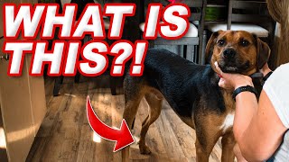 Why Do Dogs Have Dew Claws  Answered by a Vet Tech [upl. by Ahseinod]