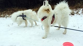 Samojeden TrainingTour Samoyeds Sleddog Tour [upl. by Dinny365]