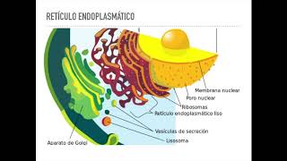 Retículo endoplásmico [upl. by Aloysia303]