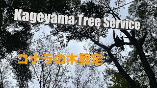 Pruning of Serrata Tree 剪定 コナラの木 kageyama Tree Service [upl. by Nytsirhc]