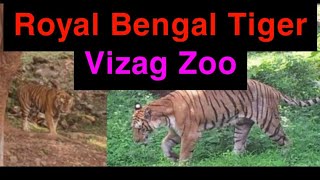 Bengal 🐯 Tiger 🐅 Indira Gandhi Zoological Park vizag vizagzoo zooanimals [upl. by Luebke]