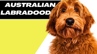 Australian Labradoodle  Things To Know Before Buy [upl. by Assiled]