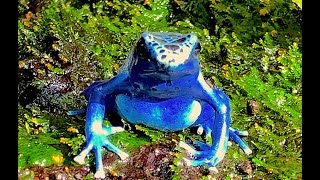 アイゾメヤドクガエル（コバルトヤドクガエル型） Dyeing poison frog Cobalt blue type Dendrobates tinctorius var [upl. by Nnayrb]