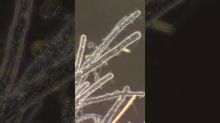 Coenocytic Hyphae [upl. by Nirej546]