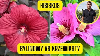 Hibiskus bylinowy a krzewiasty– różnice wymagania uprawa ketmii syryjskiej i hibiskusa begiennego [upl. by Attej]