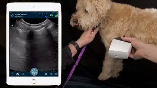 How To Perform Ultrasound On Dogs Lungs  Dr Soren Boysen Demonstrates Using Clarius Ultrasound [upl. by Ainegue375]