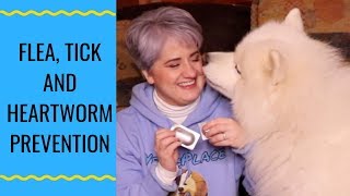 Protect Your Samoyed Dog From Fleas Ticks and Heartworm [upl. by Akenot]