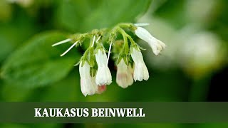 Kaukasus Beinwell  Symphytum Grandiflorum alles zu Sorten Ansprüchen und Pflege [upl. by Nolyag798]