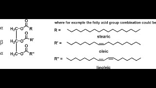 Chemical structures of Examples of Triacylglycerol Triolein Tristearin Trilinolein [upl. by Iralam]