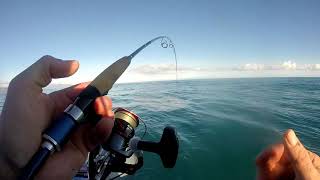 Tarakihi Fishing with Jimmys Bait Co July 2018 [upl. by Derwood]