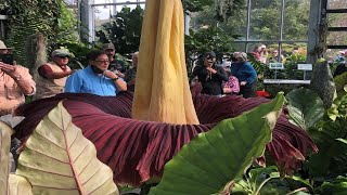 Corpse Flower blooms for first time since 2018 [upl. by Ehcsrop]