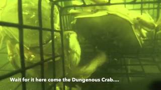 5th Annual Crab Catch Lawsons Landing Aka Dillon Beach California [upl. by Stoll]