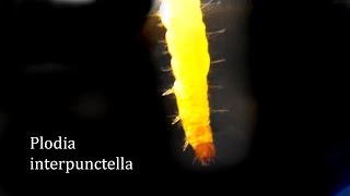 Plodia interpunctella larva microscope viewed [upl. by Imelda]