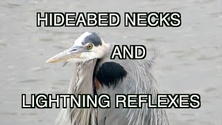 Great Blue HeronNARRATED [upl. by Munt873]