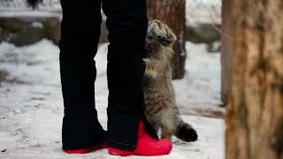 Pallass cat are happy to see a keeper who brought her a tasty meal [upl. by Cheffetz]