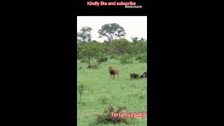 Lion chasing buffaloes [upl. by Nnylirej]