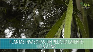 Plantas invasoras un peligro latente Leucaena  TvAgro por Juan Gonzalo Angel Restrepo [upl. by Azile]