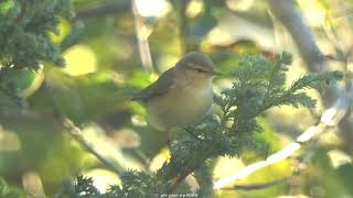 Pierwiosnek  Common chiffchaff Phylloscopus collybita 4K birds ptaki [upl. by Langan]