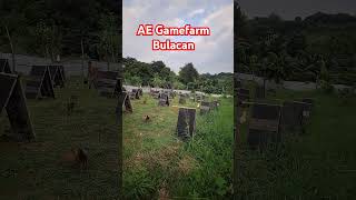 AE Gamefarm [upl. by Riamu]