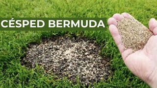 ¿Qué es el CÉSPED BERMUDA Una opción increíble para tu JARDÍN [upl. by Accissej]