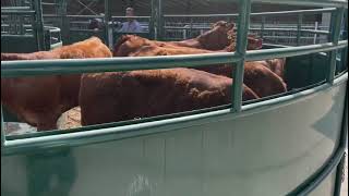 Cattle handling systems [upl. by Garret]